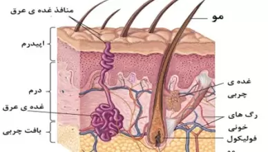 با ساختار پوست بیشتر آشنا شوید